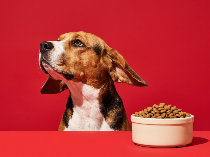 One picky beagle
